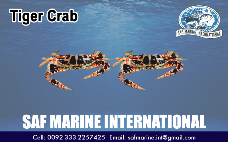 Tiger Crab