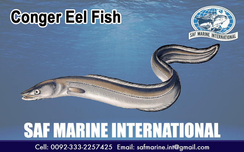 Conger Eel Fish