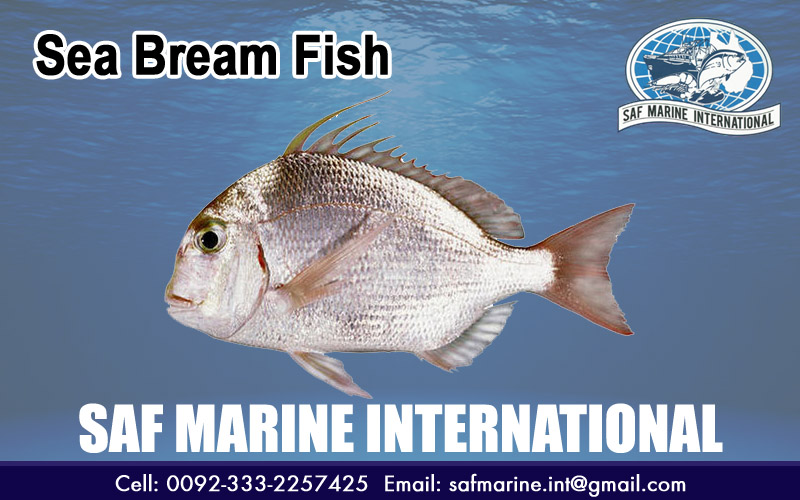 Sea Bream Fish